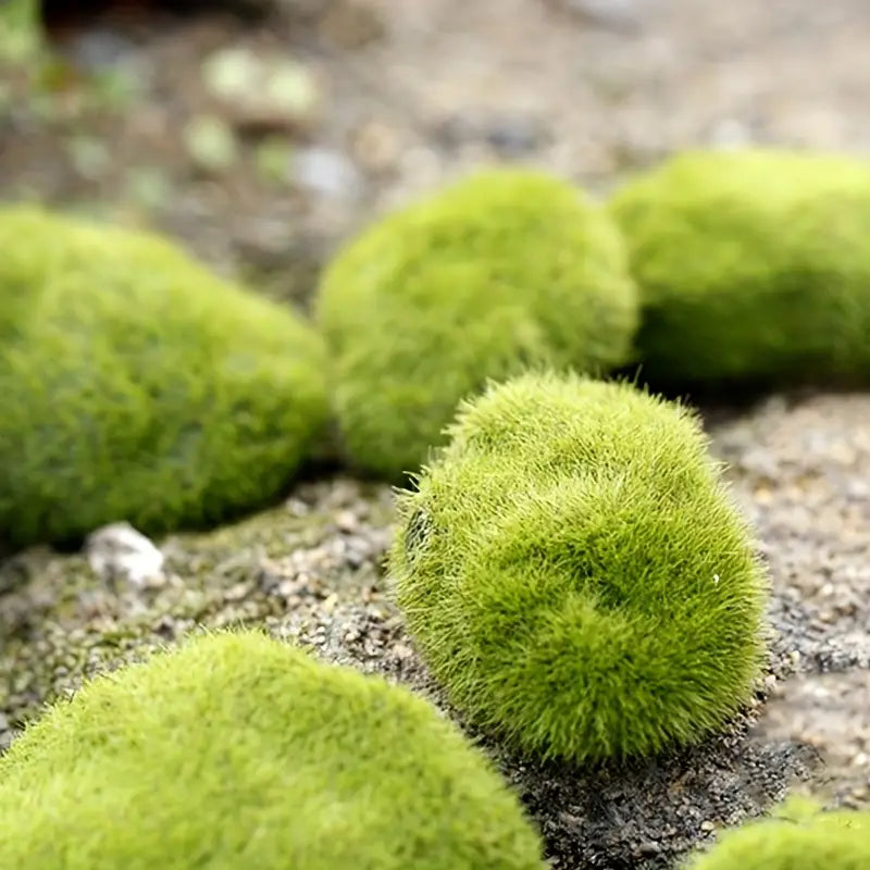 Fluffy Wool Stone for Micro Landscape Bonsai Decor
